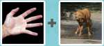 Pictoword level 11 - Hand Palm Fingers Dog Shake Wet