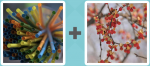 Pictoword level 116 - Straws Berries Fruit
