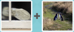 Pictoword level 125 - Foot Clog Shoe Sole Birds Meet Mate Puffins