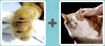 Pictoword level 128 - Paw Cat Purr Stroke