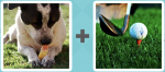 Pictoword level 129 - Pup Dog Bone Eat Tee Golf Swing Club