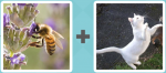 Pictoword level 133 - Bee Wasp Cat Beg Stand