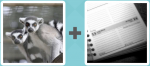 Pictoword level 139 - Lemurs Two Day Date Calendar