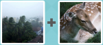 Pictoword level 144 - Storm Winds Bambi Deer