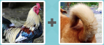 Pictoword level 163 - Chicken Cock Hen Tail Dog