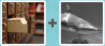 Pictoword level 172 - Mail File Drawer Shark