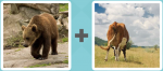 Pictoword level 187 - Bear Cow