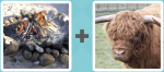 Pictoword level 191 - Fire Burn Ash Bison Buffalo
