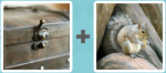 Pictoword level 208 - Chest Cleat Squirrel Nut