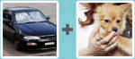 Pictoword level 23 - Car Drive Dog Pet Lick