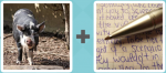 Pictoword level 263 - Pig Hog Write Pen Ink