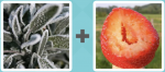 Pictoword level 271 - Frost Strawberry