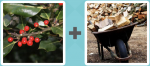 Pictoword level 277 - Berry Holly Barrow