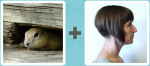 Pictoword level 284 - Rabbit Bunny Hair Bob