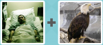 Pictoword level 30 - Ill Sick Hospital Eagle Bird Bald