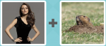 Pictoword level 312 - Pose Model Gopher Dig