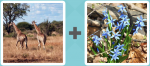 Pictoword level 314 - Giraffes Tall Flowers