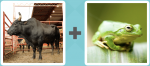 Pictoword level 336 - Bull Frog Toad