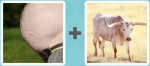 Pictoword level 351 - Belly Gut Horn Cow