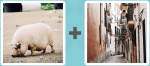 Pictoword level 355 - Pig Hog Street