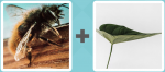Pictoword level 371 - Bee Wasp Leaf