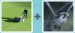 Pictoword level 378 - Mow Lawn Bird Beak