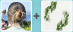 Pictoword level 381 - Hair Bun Plants