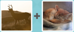 Pictoword level 382 - Deer Curl Sleep Fox Cat