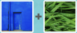 Pictoword level 390 - Blue Door Grass