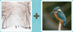 Pictoword level 391 - Snow Winter Bird