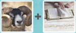 Pictoword level 408 - Ram Horns Pages Book Read