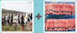 Pictoword level 410 - Bras Vests Rows