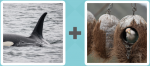 Pictoword level 418 - Whale Fin Nests