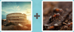 Pictoword level 420 - Rome Ant