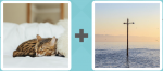 Pictoword level 422 - Cat Nap Purr Cross Flood
