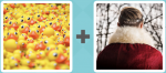 Pictoword level 429 - Ducks Fur Neck Back