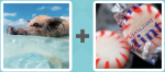 Pictoword level 435 - Pig Hog Swim Sweet Candy