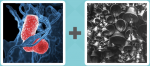 Pictoword level 446 - Virus Disease Bells