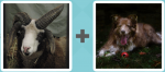 Pictoword level 452 - Sheep Horn Goat Dog Pant
