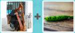Pictoword level 456 - Harp Music Strings Peas Pod