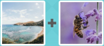 Pictoword level 461 - Sea Ocean Waves Bay Bee Wasp Pollen