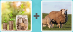 Pictoword level 462 - Coins Change Jar Cash Money Sheep Ewe