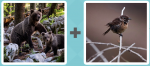 Pictoword level 508 - Bears Bird Finch Wren