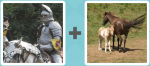 Pictoword level 52 - Knight Sir Joust Horse Foal Mare