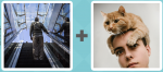 Pictoword level 529 - Escalator Up Cat Head