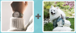 Pictoword level 538 - Wrist Watch Time Dog White