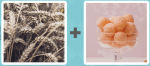 Pictoword level 543 - Wheat Corn Field Grass Rye Full Glass Dessert Ice Cream Sweets Candy Candies Sorbet Balls