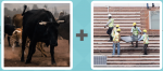 Pictoword level 548 - Bull Cow Horns Charge Workmen Hard Hats Builder Workerss Construction