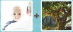 Pictoword level 553 - Toddler Baby Infant Child Kid White Tree Ancient Elder Old Oak