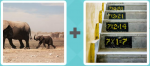 Pictoword level 564 - Elephants Baby Following Mother Steps Maths Mathematics Sums